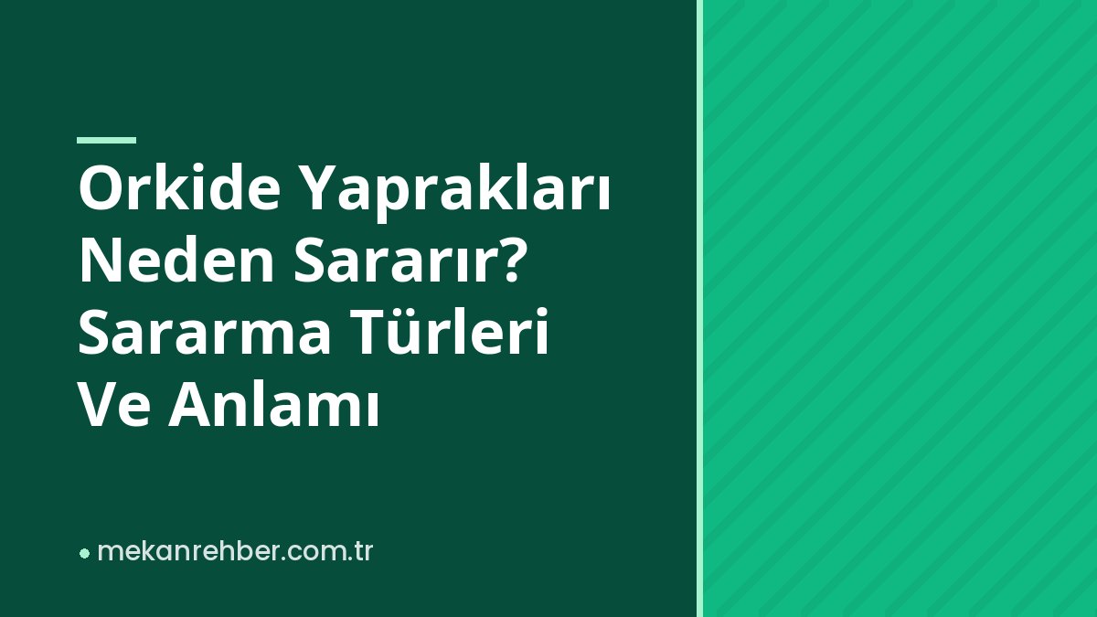Orkide Yaprakları Neden Sararır? Sararma Türleri Ve Anlamı